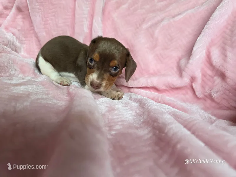 Delilah – Miniature Dachshund puppy for sale in Elkton, KY