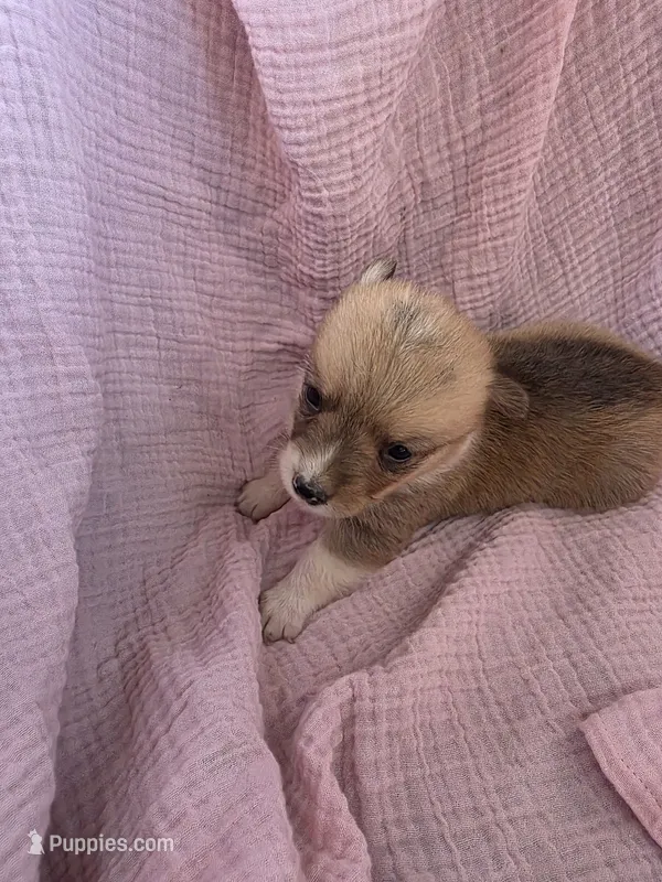 Stormy – Pembroke Welsh Corgi puppy for sale in Elkton, KY
