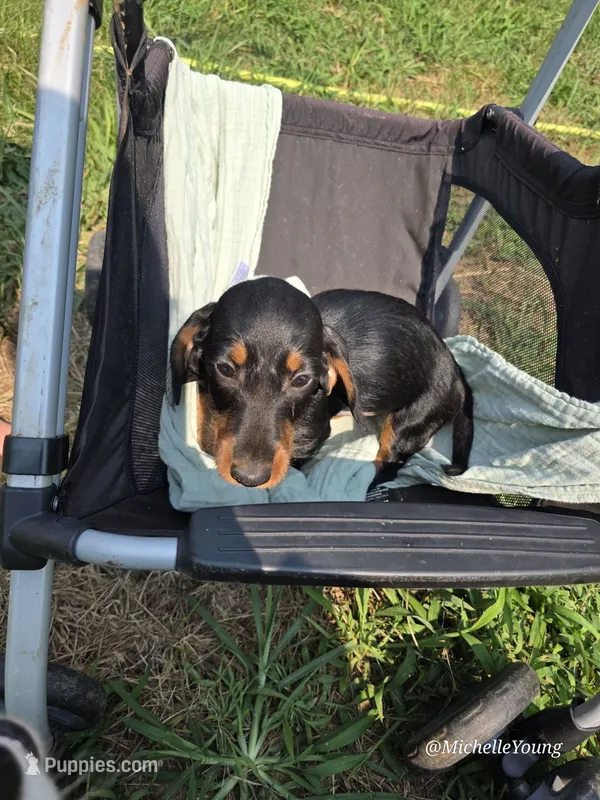 Corbin – Miniature Dachshund puppy for sale in Elkton, KY