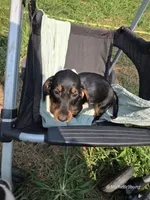 Corbin, a male Miniature Dachshund for sale in Elkton, KY – 1 of 3