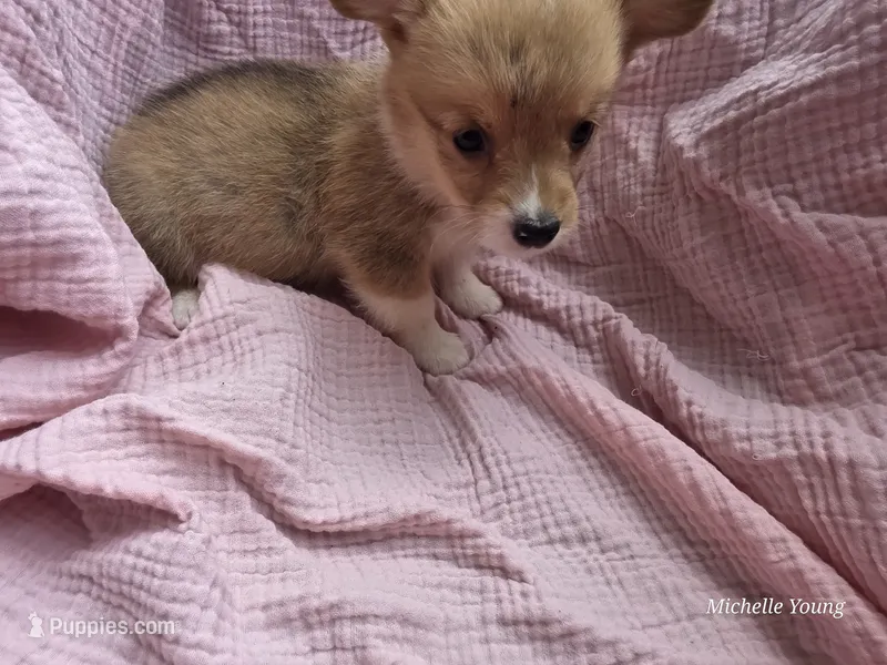 Stormy – Pembroke Welsh Corgi puppy for sale in Elkton, KY