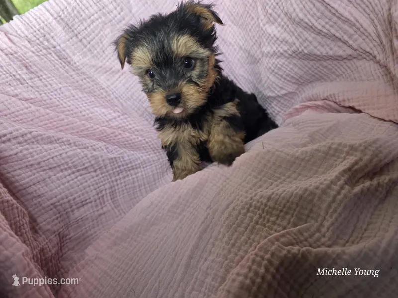 Lucy – Yorkshire Terrier puppy for sale in Elkton, KY