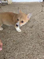 Tiffany, a female Pembroke Welsh Corgi for sale in Elkton, KY – 2 of 2