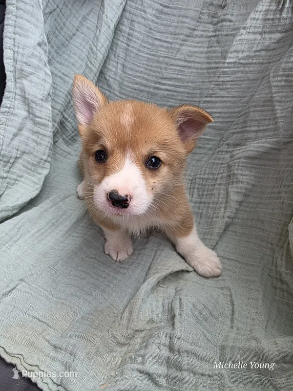 Boah – Pembroke Welsh Corgi puppy for sale in Elkton, KY