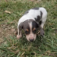 Jasper, a male Miniature Dachshund for sale in Elkton, KY – Photo 2 of 3