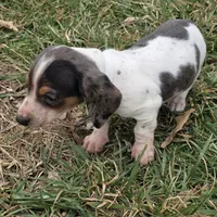 Jasper, a male Miniature Dachshund for sale in Elkton, KY – Photo 3 of 3