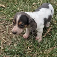 Jasper, a male Miniature Dachshund for sale in Elkton, KY – Photo 1 of 3
