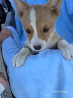 River, a male Pembroke Welsh Corgi for sale in Elkton, KY – 2 of 3