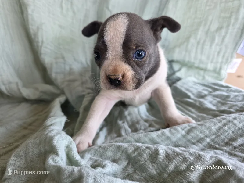Moe – Boston Terrier puppy for sale in Elkton, KY