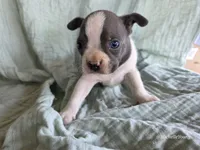 Moe, a male Boston Terrier for sale in Elkton, KY – 1 of 2