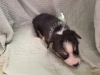 Oscar, a male Pembroke Welsh Corgi for sale in Elkton, KY – 2 of 2