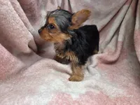 Bri, a female Yorkshire Terrier for sale in Elkton, KY – 3 of 3