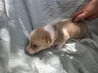 River, a male Pembroke Welsh Corgi for sale in Elkton, KY – 1 of 2