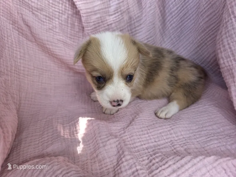 Bella – Pembroke Welsh Corgi puppy for sale in Elkton, KY