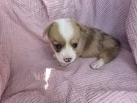 Bella, a female Pembroke Welsh Corgi for sale in Elkton, KY – 1 of 2