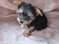 Lola, a female Yorkshire Terrier for sale in Elkton, KY – 2 of 2