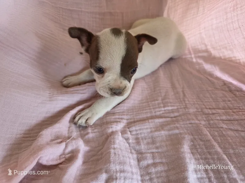 Chloe – Boston Terrier puppy for sale in Elkton, KY