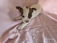 Chloe, a female Boston Terrier for sale in Elkton, KY – 1 of 2