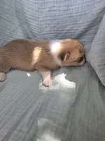 Boah, a male Pembroke Welsh Corgi for sale in Elkton, KY – 2 of 2