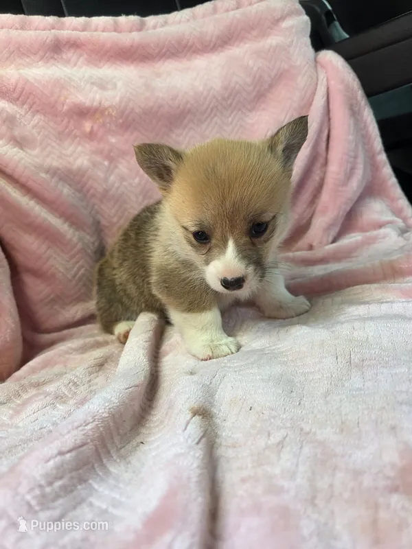 Tiffany – Pembroke Welsh Corgi puppy for sale in Elkton, KY