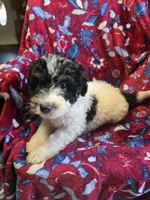 Moomoo, a male Bordoodle for sale in Elkton, KY – Photo 1 of 3