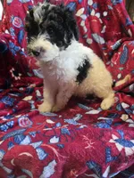 Moomoo, a male Bordoodle for sale in Elkton, KY – Photo 2 of 3