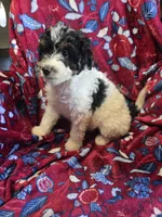 Moomoo, a male Bordoodle for sale in Elkton, KY – Photo 3 of 3