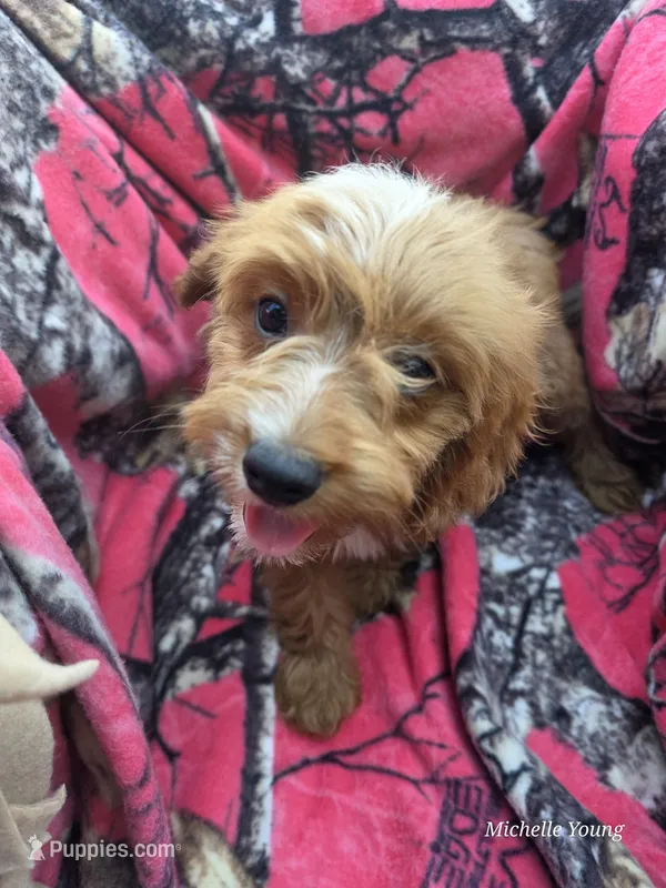 Katie – Cavapoo puppy for sale in Elkton, KY