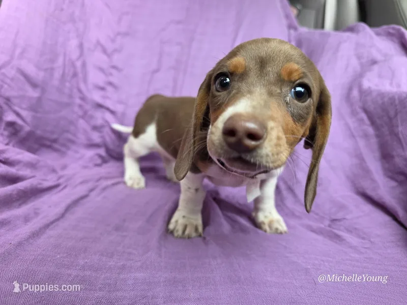 Delilah – Miniature Dachshund puppy for sale in Elkton, KY