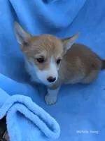 Boah, a male Pembroke Welsh Corgi for sale in Elkton, KY – 2 of 3