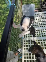 Mabel, a female Boston Terrier for sale in Elkton, KY – 2 of 2