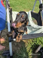 Corbin, a male Miniature Dachshund for sale in Elkton, KY – 3 of 3