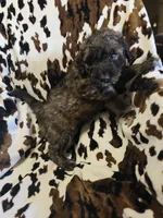Pixie, a female Bordoodle for sale in Elkton, KY – Photo 2 of 3