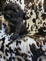 Pixie, a female Bordoodle for sale in Elkton, KY – Photo 3 of 3