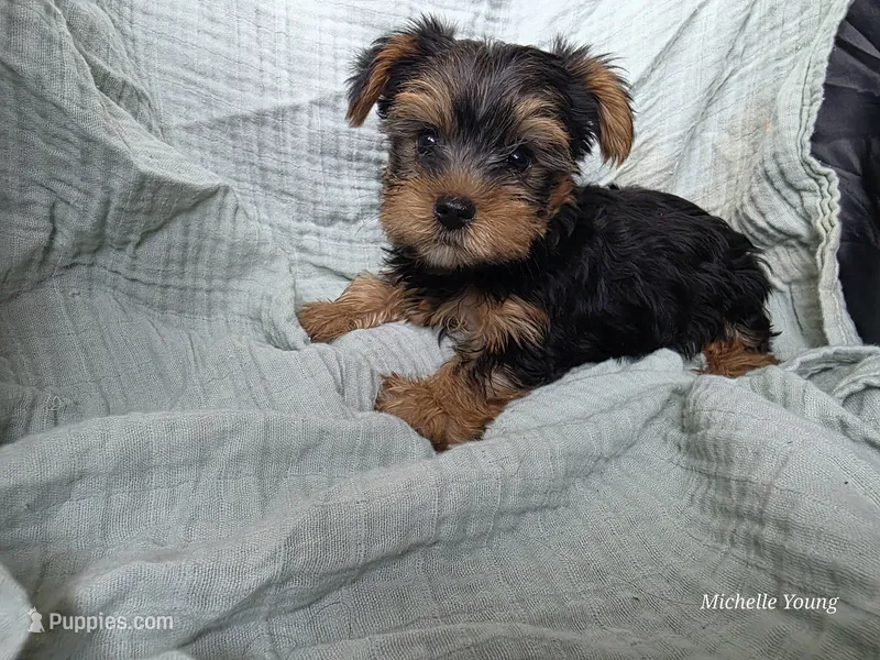 Buddy – Yorkshire Terrier puppy for sale in Elkton, KY