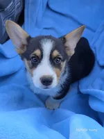 Matty, a male Pembroke Welsh Corgi for sale in Elkton, KY – 3 of 3