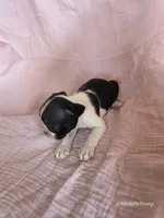 Frida, a female Boston Terrier for sale in Elkton, KY – 2 of 2
