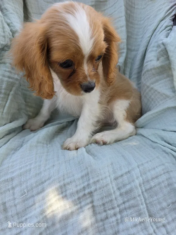 Charles – Cavalier King Charles Spaniel puppy for sale in Elkton, KY