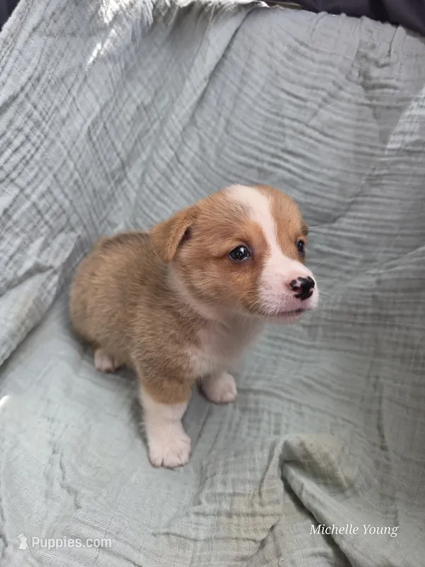 River – Pembroke Welsh Corgi puppy for sale in Elkton, KY