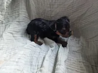 Duke, a male Yorkshire Terrier for sale in Elkton, KY – 2 of 2