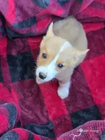 Ana, a female Pembroke Welsh Corgi for sale in Elkton, KY – 2 of 3