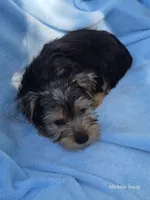Mason, a male Yorkshire Terrier for sale in Elkton, KY – 3 of 3