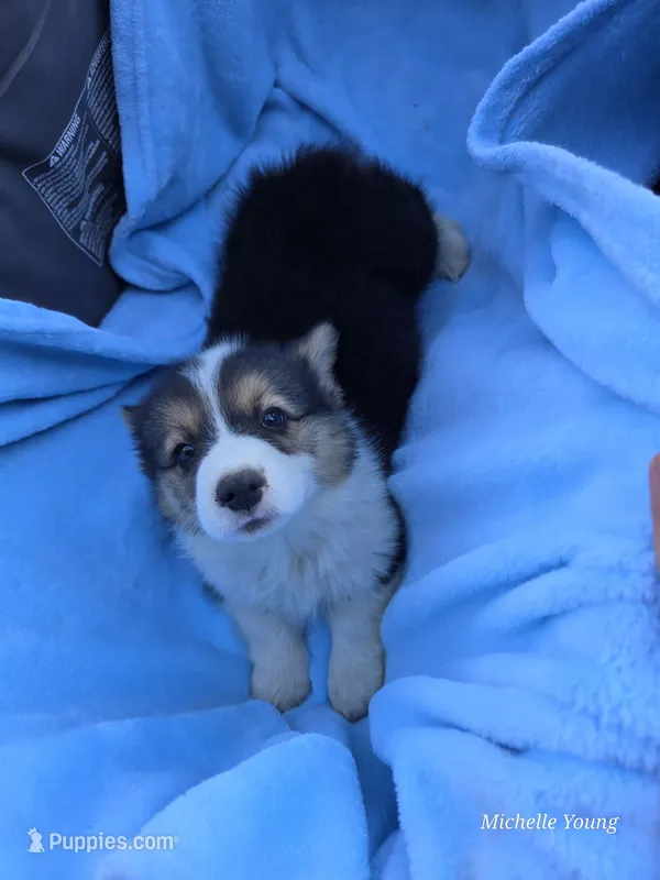 Oscar – Pembroke Welsh Corgi puppy for sale in Elkton, KY