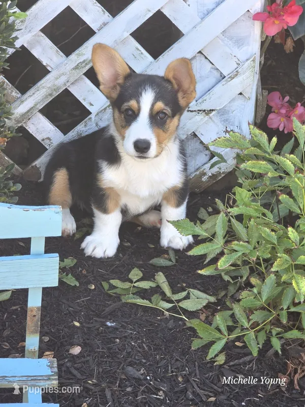 Matty – Pembroke Welsh Corgi puppy for sale in Elkton, KY