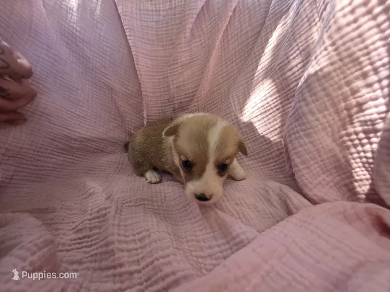 Ana – Pembroke Welsh Corgi puppy for sale in Elkton, KY