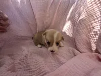 Ana, a female Pembroke Welsh Corgi for sale in Elkton, KY – 1 of 2