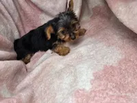 Beth, a female Yorkshire Terrier for sale in Elkton, KY – 2 of 3
