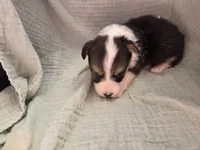 Matty, a male Pembroke Welsh Corgi for sale in Elkton, KY – 2 of 2