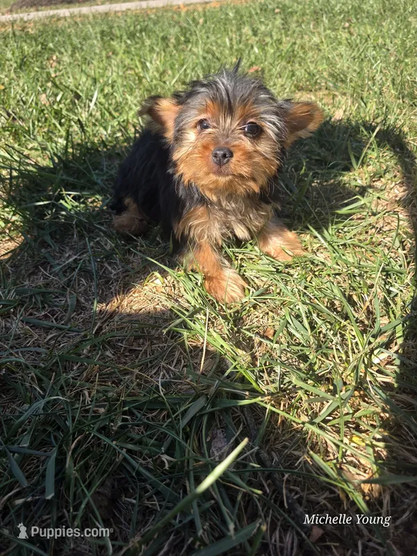 Beth – Yorkshire Terrier puppy for sale in Elkton, KY