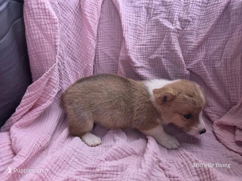 Ana – Pembroke Welsh Corgi puppy for sale in Elkton, KY